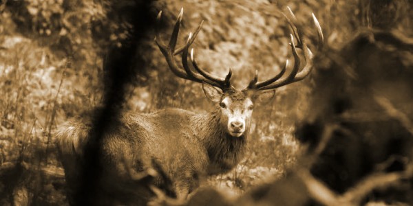 New Mexico Antelope header pic